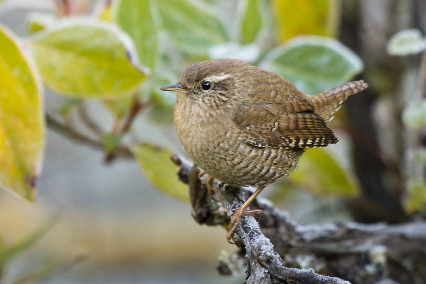 Troglodyte mignon  59